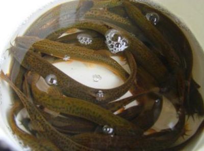 給龍魚喂泥鰍需要去除內臟嗎（吃泥鰍到底要不要去內臟，教你簡單這幾招）