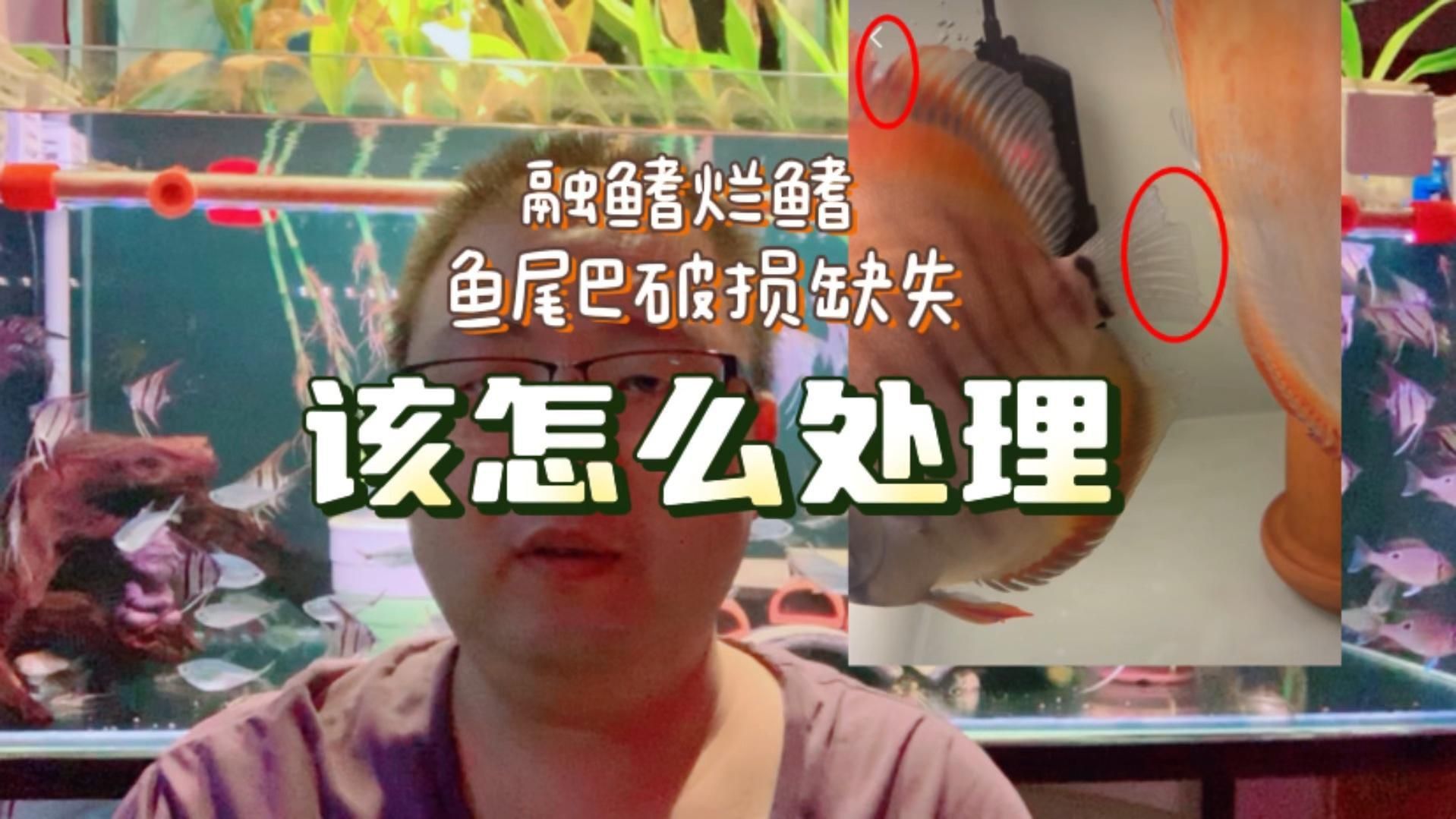 如何預(yù)防魚(yú)類(lèi)爛鰭爛尾？