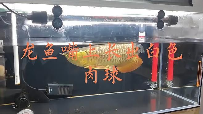 龍魚嘴上長白色肉球會自愈嗎？
