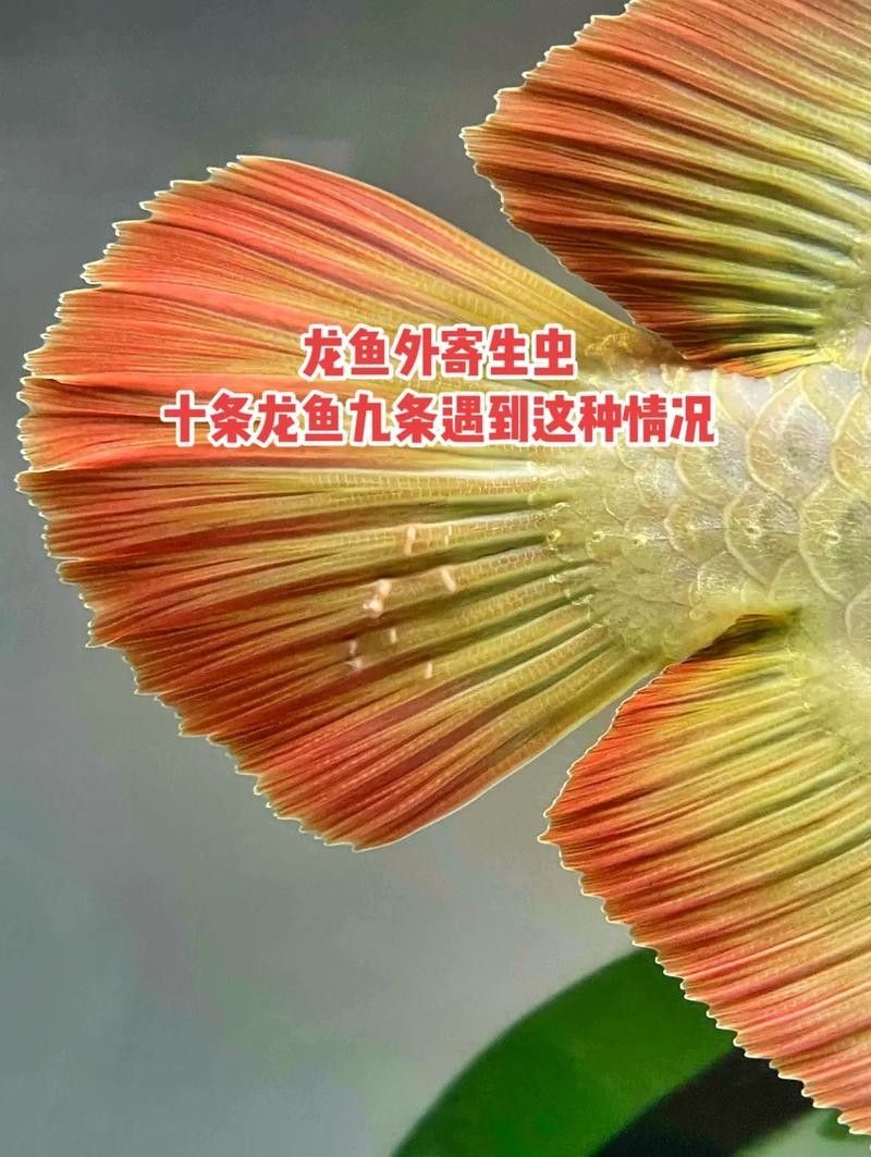 龍魚身上有白色棉絮怎么回事圖片