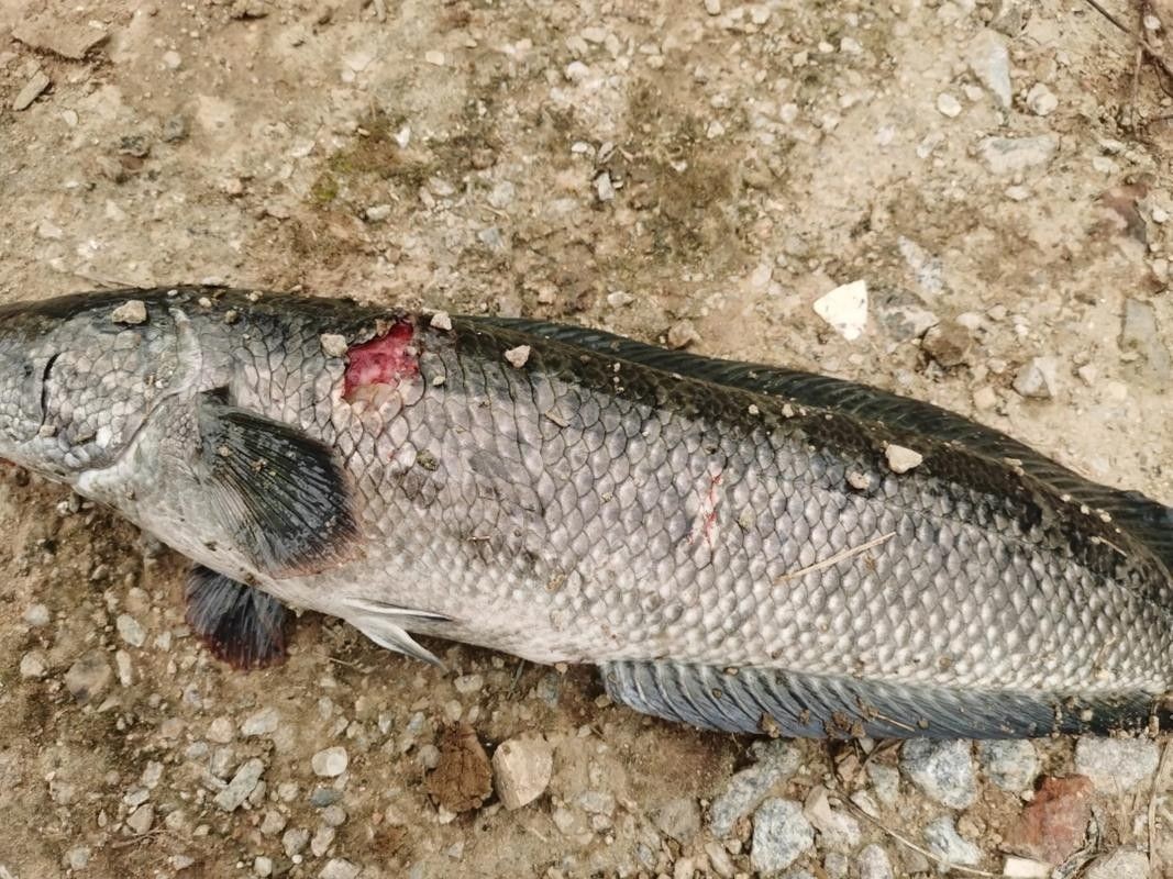 龍魚身上有白色棉絮怎么回事圖片