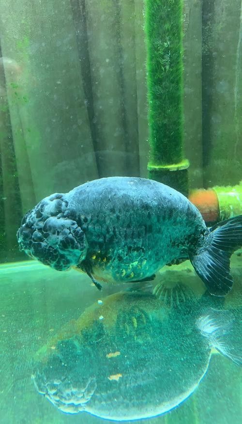 龍魚身上有白色棉絮怎么回事圖片
