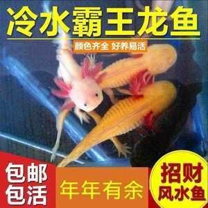六角恐龍魚算風水魚嗎（六角恐龍魚在中國文化中具有積極的風水意義和風水意義）