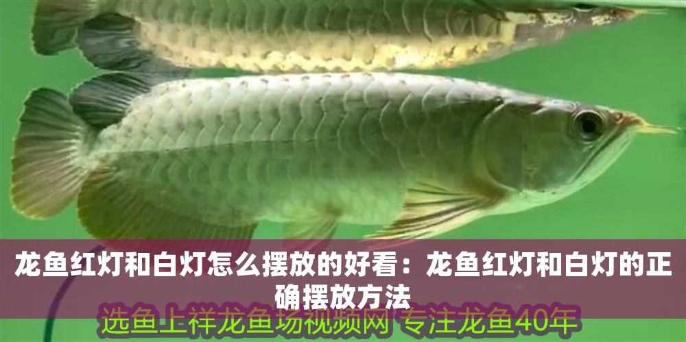 龍魚紅燈和白燈怎么擺放的好看：龍魚紅燈和白燈的正確擺放方法
