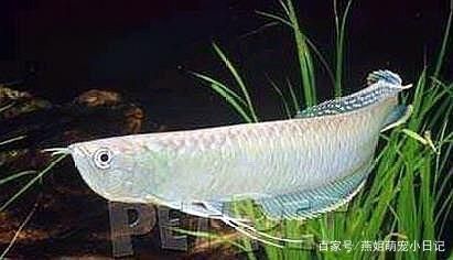 龍魚蒙眼的原因：龍魚蒙眼是一種常見的龍魚疾病
