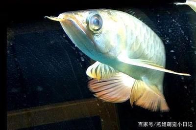 龍魚蒙眼的原因：龍魚蒙眼是一種常見的龍魚疾病
