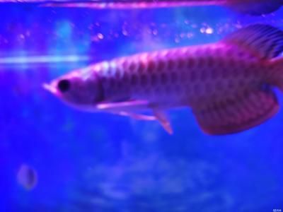 古典龍魚和金龍魚哪個好養活些（最熱門的兩種金龍魚，老玩家們都養過）