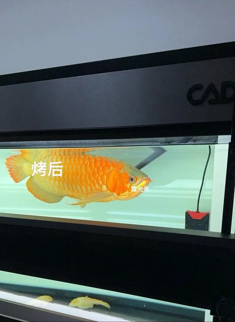 金龍魚金頭烤色有何風險？