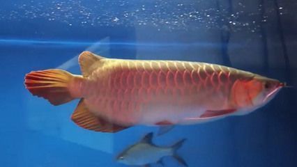 龍魚尾巴邊緣發(fā)白不齊正常嗎：龍魚尾巴邊緣發(fā)白不齊可能由于多種因素引起的處理方法