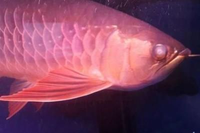龍魚尾巴邊緣發(fā)白不齊正常嗎：龍魚尾巴邊緣發(fā)白不齊可能由于多種因素引起的處理方法