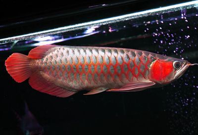 龍魚喂什么活食物好：龍魚喂養指南