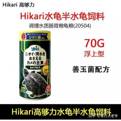 金龍魚多少錢一條價格表：金龍魚多少錢一條？市場價格與養殖成本全解析