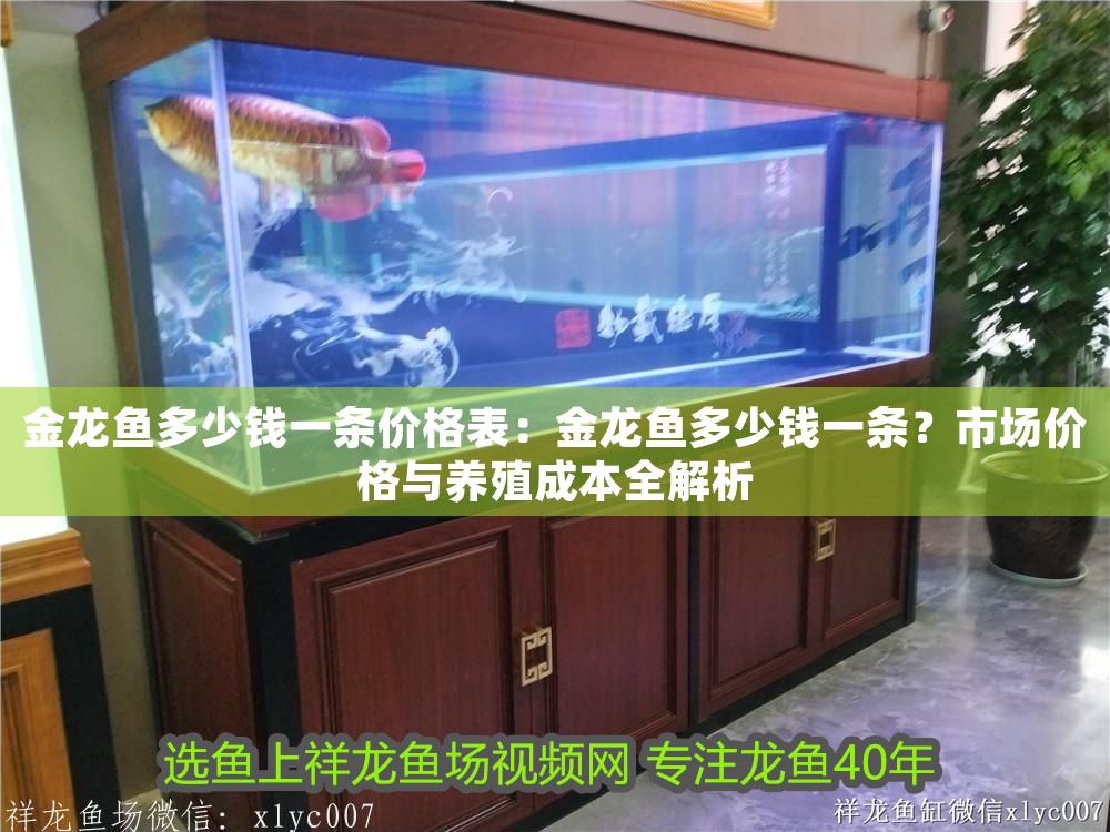 金龍魚多少錢一條價格表：金龍魚多少錢一條？市場價格與養殖成本全解析