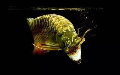龍魚(yú)背部發(fā)黑的原因（龍魚(yú)背部發(fā)黑的原因有哪些）