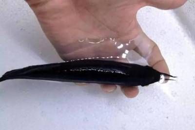 龍魚(yú)背部發(fā)黑的原因（龍魚(yú)背部發(fā)黑的原因有哪些）