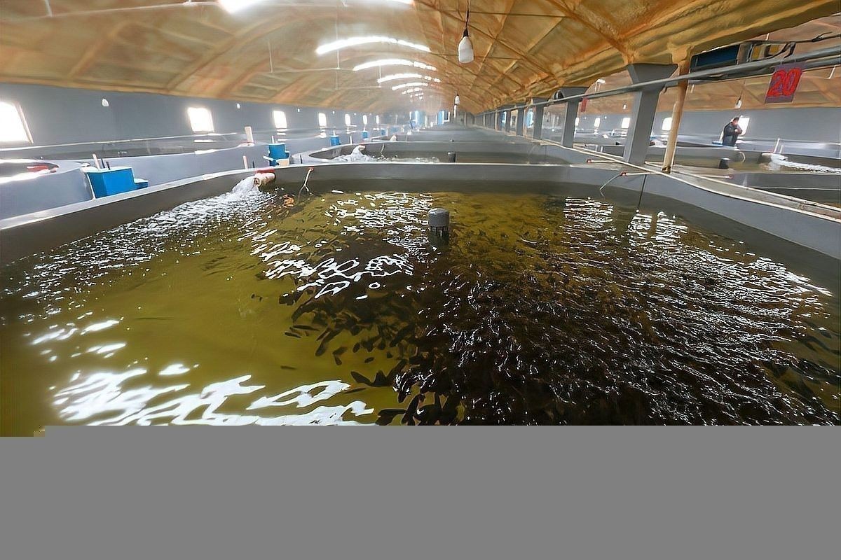 銀龍魚要怎么養,才能互動 銀龍魚要怎么養,才能互動 龍魚百科 第6張