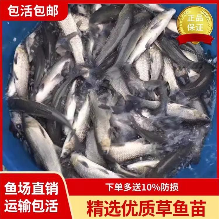 印尼紅龍魚苗價格多少錢