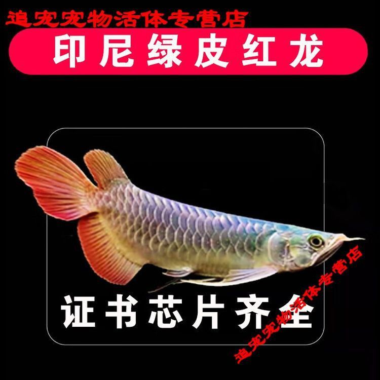 印尼紅龍魚苗價格多少錢