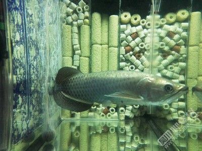 不想養龍魚了能賣掉嗎：不想養龍魚了，能賣掉嗎？