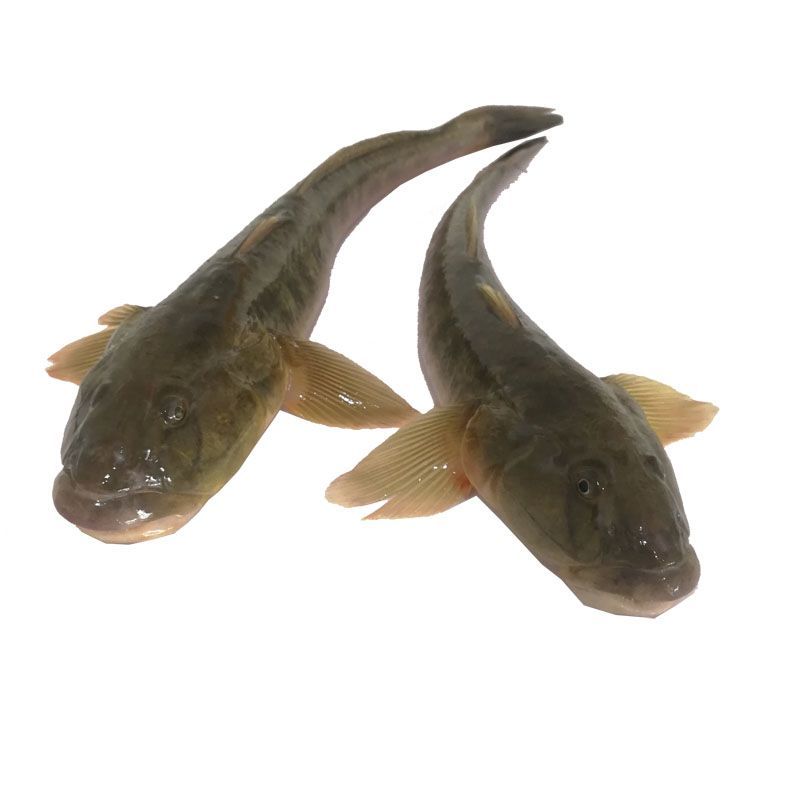 小龍魚吃什么長的快又好養(yǎng)：小龍魚吃什么長得快又好養(yǎng)