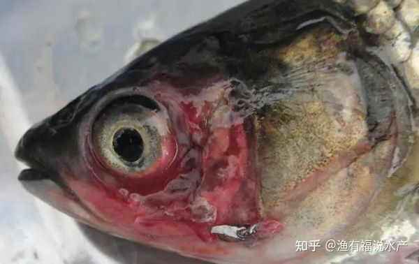 龍魚眼充血怎么治療好的快：如何快速有效地治療龍魚眼充血