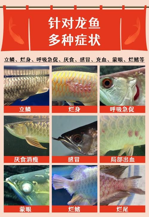 金龍魚(yú)鱗片掉了多久會(huì)亮起