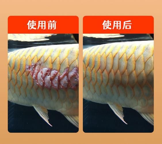 金龍魚(yú)鱗片掉了多久會(huì)亮起
