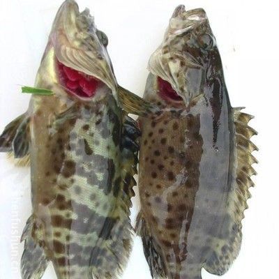 什么是龍躉魚：廣東省重點保護的水生野生動物龍躉魚是一種具有經(jīng)濟價值和生態(tài)意義的海洋魚類