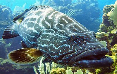 什么是龍躉魚：廣東省重點保護的水生野生動物龍躉魚是一種具有經(jīng)濟價值和生態(tài)意義的海洋魚類