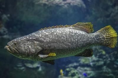什么是龍躉魚：廣東省重點保護的水生野生動物龍躉魚是一種具有經(jīng)濟價值和生態(tài)意義的海洋魚類