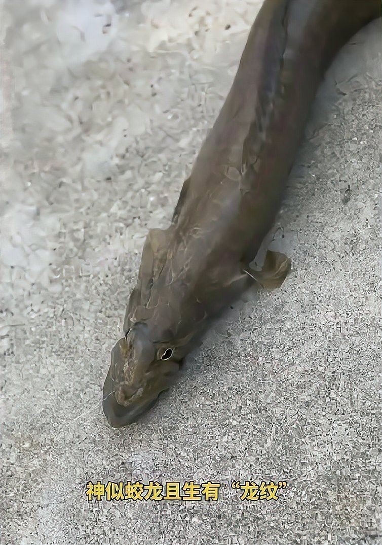盤點長得像龍魚的魚