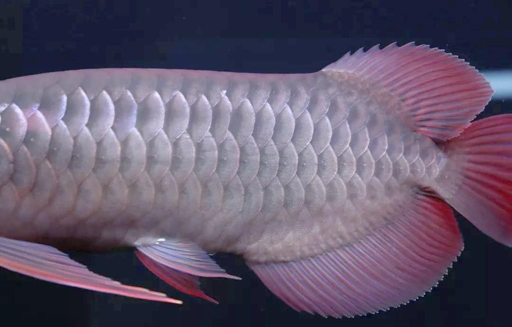 金龍魚的魚鱗掉了還能長嗎圖片 龍魚百科 第4張 金龍魚的魚鱗掉了還能長嗎圖片 金龍魚的魚鱗掉了還能長嗎圖片 龍魚百科 第4張