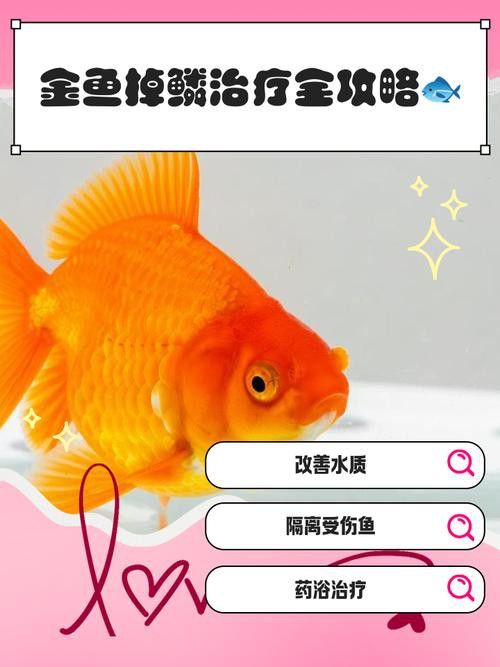 金龍魚的魚鱗掉了還能長嗎圖片 龍魚百科 第9張 金龍魚的魚鱗掉了還能長嗎圖片 金龍魚的魚鱗掉了還能長嗎圖片 龍魚百科 第9張