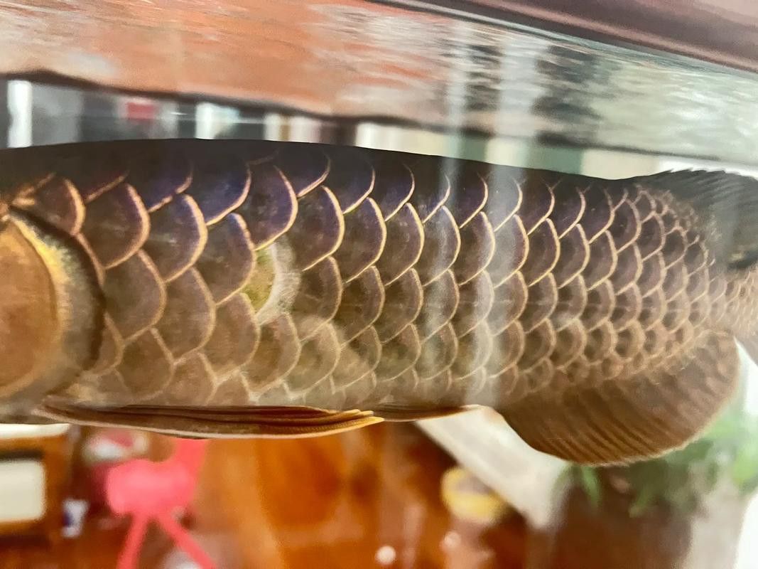 金龍魚的魚鱗掉了還能長嗎圖片 龍魚百科 第10張 金龍魚的魚鱗掉了還能長嗎圖片 金龍魚的魚鱗掉了還能長嗎圖片 龍魚百科 第10張