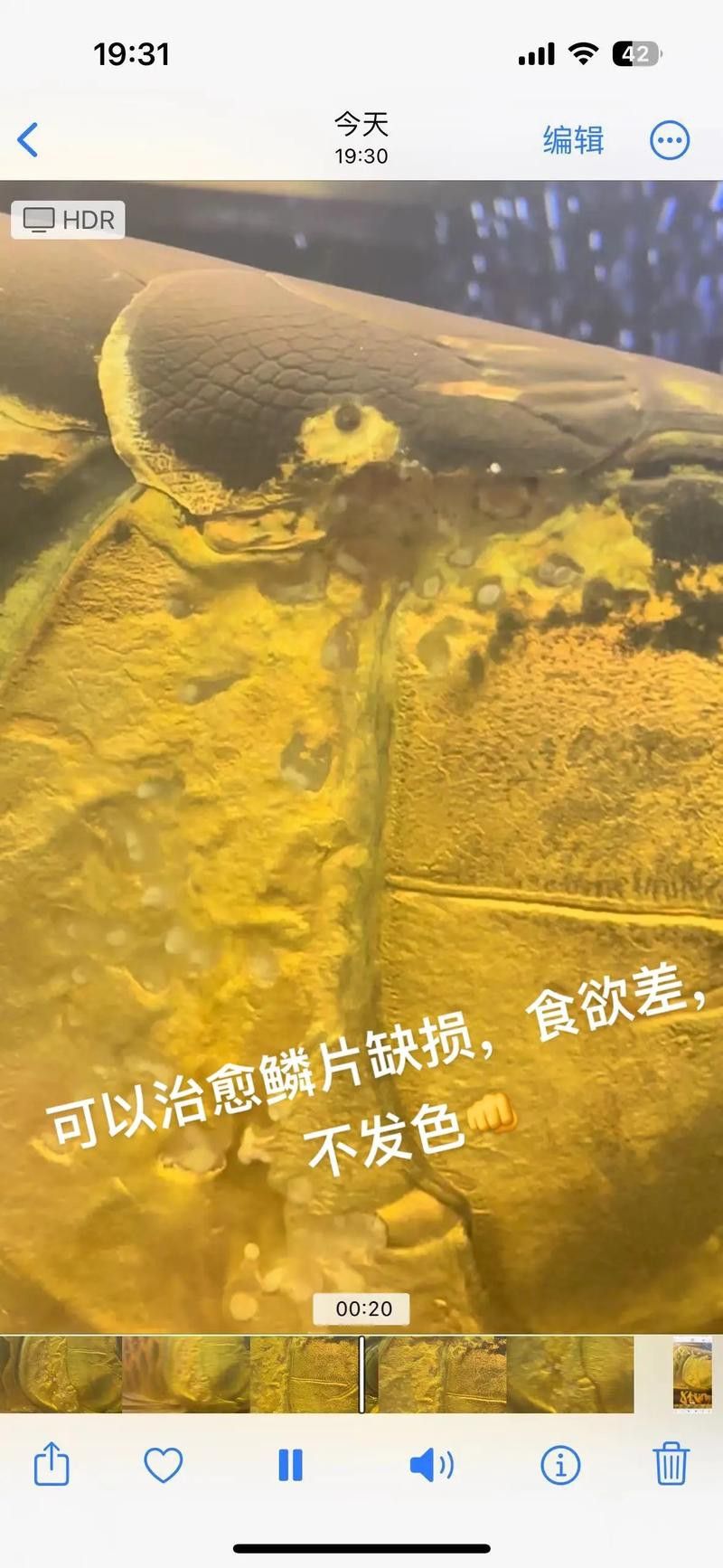 金龍魚的魚鱗掉了還能長嗎圖片 龍魚百科 第20張 金龍魚的魚鱗掉了還能長嗎圖片 金龍魚的魚鱗掉了還能長嗎圖片 龍魚百科 第20張