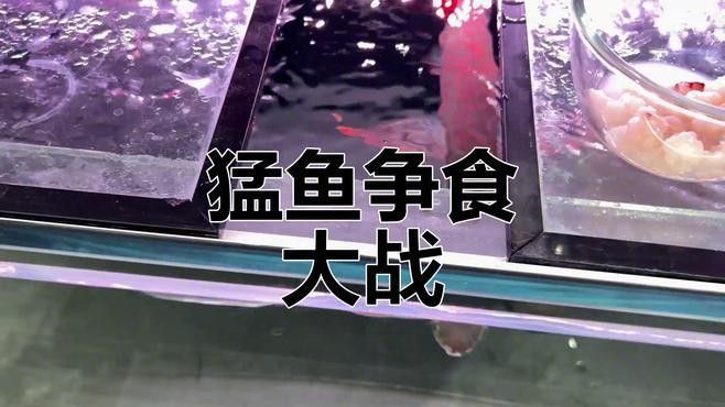金龍魚兇猛喂食視頻