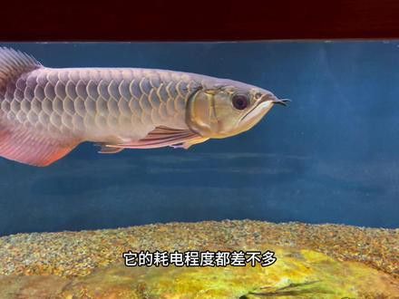 養龍魚用什么加熱棒什么牌子好