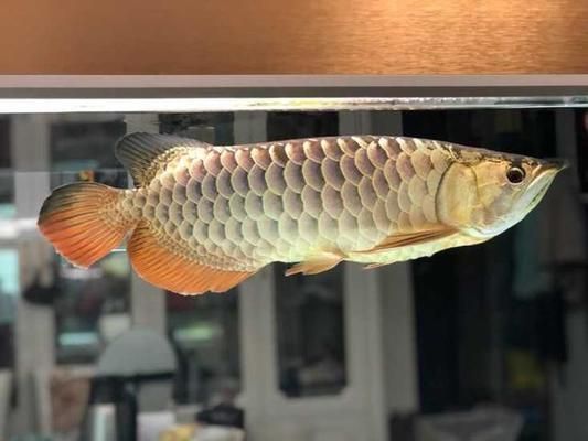 小龍魚怎么挑選，如何判斷小龍魚活力,小龍魚色澤鑒別技巧