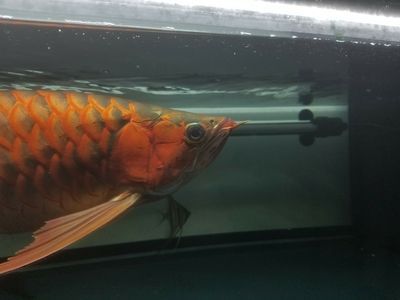 龍魚怎么看掉眼了：關于龍魚掉眼的一些詳細信息