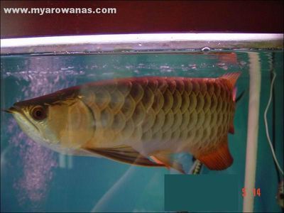 龍魚是哪個國家的動物：關(guān)于龍魚原產(chǎn)地的詳細(xì)信息