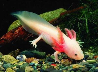龍魚是哪個國家的動物：關(guān)于龍魚原產(chǎn)地的詳細(xì)信息