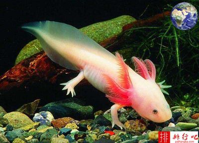 龍魚是哪個國家的動物：關(guān)于龍魚原產(chǎn)地的詳細(xì)信息