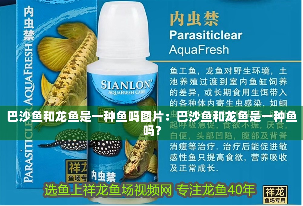巴沙魚和龍魚是一種魚嗎圖片：巴沙魚和龍魚是一種魚嗎？