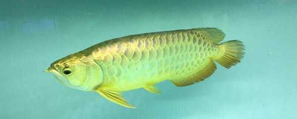 金龍魚 淡水魚能吃嗎：金龍魚和淡水魚哪個好