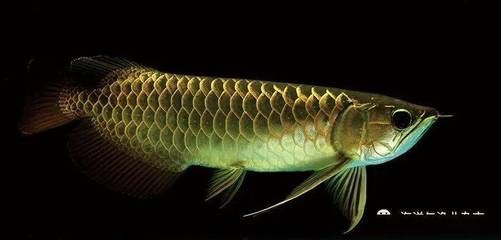 金龍魚 淡水魚能吃嗎：金龍魚和淡水魚哪個好