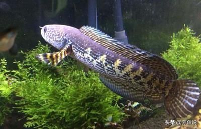 哪種雷龍魚最好看又好養(yǎng)（好看又好養(yǎng)的雷龍魚品種：孔雀雷龍,紅尾雷龍,珍珠雷龍）