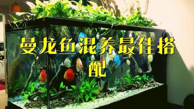 曼龍魚能和斑馬魚一塊兒養嗎