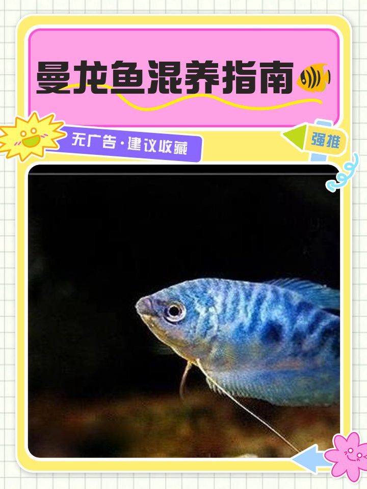 曼龍魚能和斑馬魚一塊兒養嗎