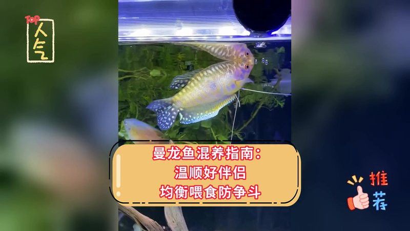 曼龍魚能和斑馬魚一塊兒養嗎