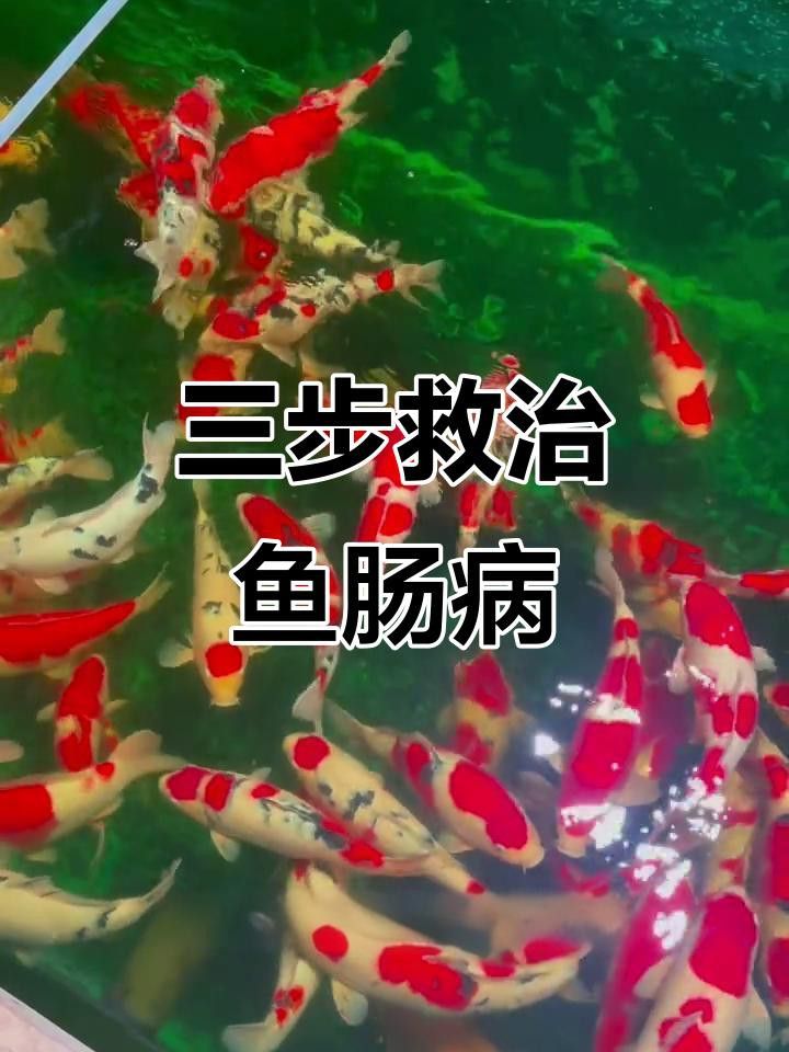 雷龍魚腸炎最佳治療方法
